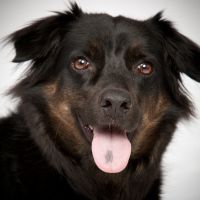 Coco unser Hund Treue Seele im Büro
